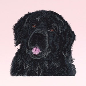 Peut inclure: Un chien noir de Terre-Neuve avec des yeux bruns et une langue rose qui sort. Le chien regarde directement la caméra.