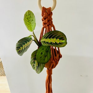 May include: A terracotta macrame plant hanger with a wooden ring at the top. The hanger is holding a small potted plant with green leaves.