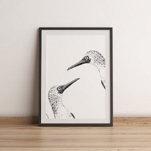 May include: Black and white line drawing of two blue-footed boobies looking at each other. The birds are drawn in a realistic style with detailed feathers and beaks.