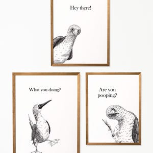 May include: Three framed black and white illustrations of blue-footed boobies with humorous captions. The top image says "Hey there!" The middle image says "What you doing?" The bottom image says "Are you pooping?"