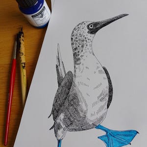 Puede incluir: Una ilustración en tinta negra y blanca de un alcatraz de patas azules. El pájaro está de pie sobre un fondo blanco con las patas azules extendidas.