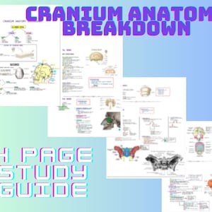 Skull Anatomy Study Guide, Cranium Facial Bones Study Guide, Radiography, Xray Notes, Anatomy,Study, Digital Download, skull bone anatomy