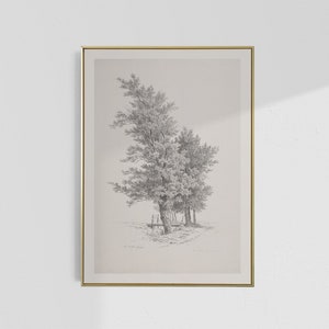 Antique Italian Tree Drawing Print Vintage Sketch Studies Landscape ...