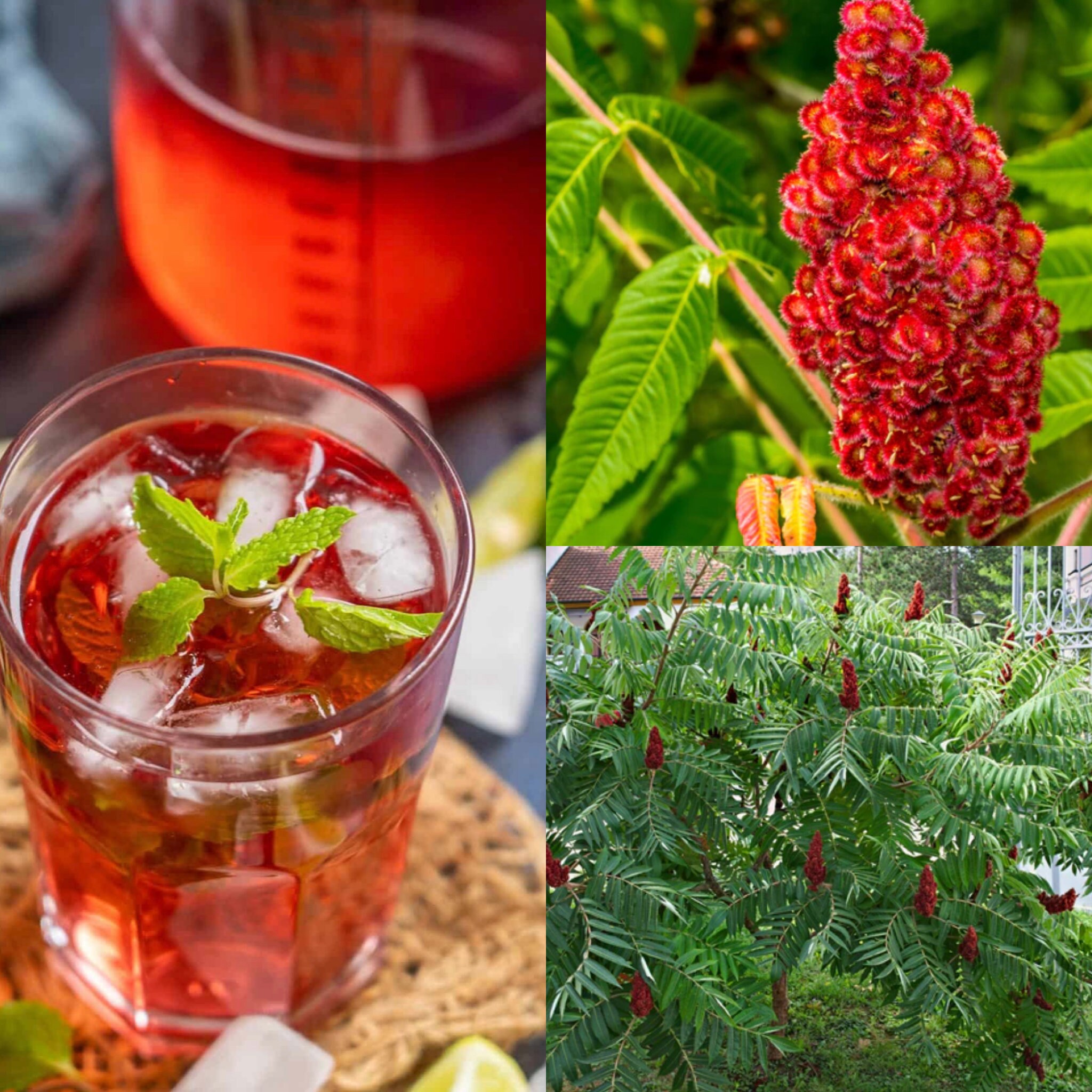 Staghorn Sumac Berry Rhus Typhina Etsy