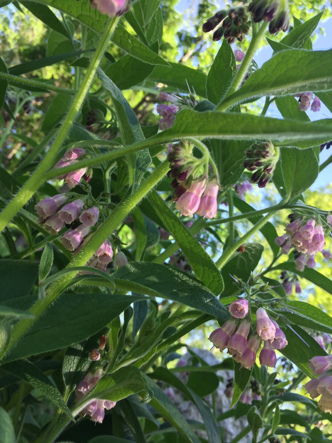 Russian Comfrey Root Clone (may- Sept. Only) - Symphytum X Uplandicum ...