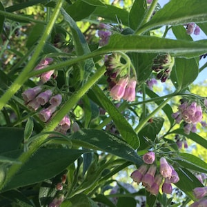 May include: A close-up of a plant with green leaves and pink flowers. The flowers are clustered together and have a delicate appearance.
