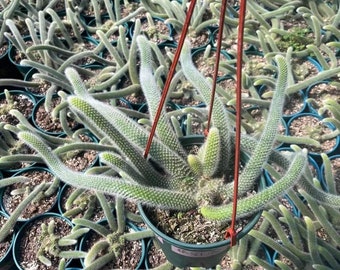 monkey tails cactus cluster 6-8 heads