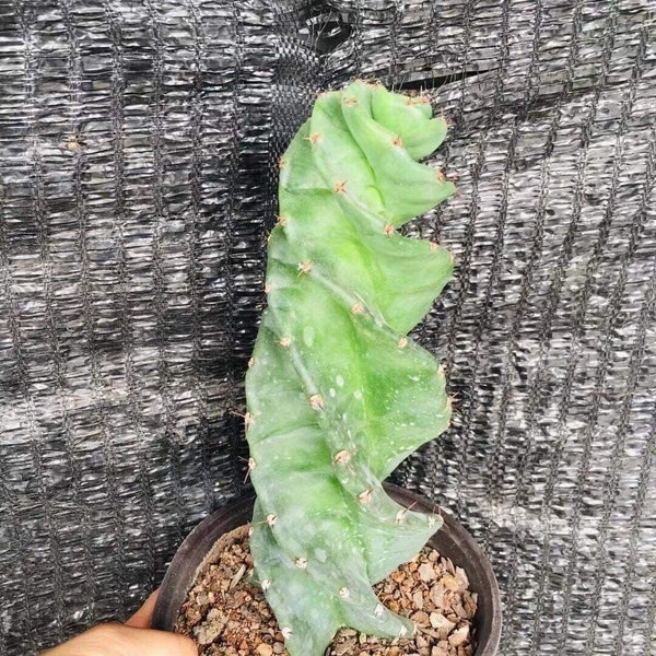 Cereus Forbesii Spiralis Tornado Cactus Spiral Cactus about 10 Inch