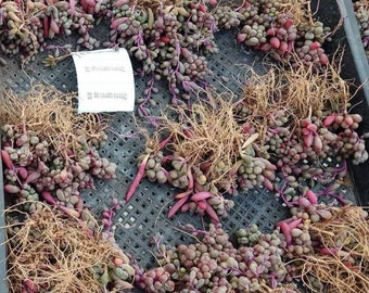 orthonna capensis in 4-inch pot rooted