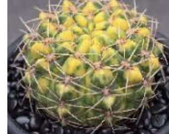 Gymnocalycium cultivation variegation 3-inch cactus