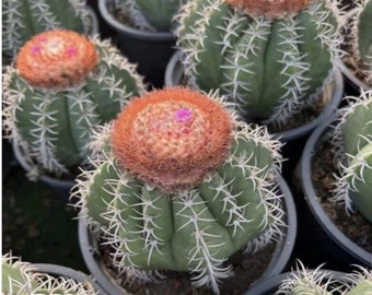 melocactus harlowii 6-8 inch cactus