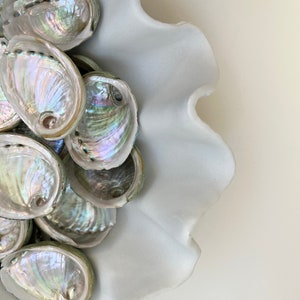 Australian Abalone shell small