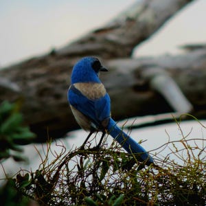 Florida scrub jay