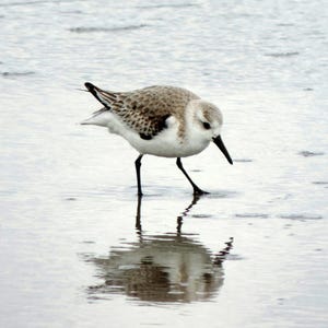 Puede incluir: Un pequeño pájaro de arena marrón y blanco con patas negras y un pico largo y delgado está de pie en aguas poco profundas, mirando hacia el suelo.