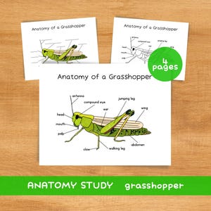 Grasshopper Anatomy Study | Insect Spring Unit, Homeschool Nature Printable (Digital Download)