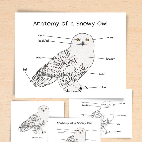 Anatomy of a Snowy Owl | Charlotte Mason Resources Nature School Arctic Animals Printable | Parts of Owl Poster Homeschool Owl Anatomy