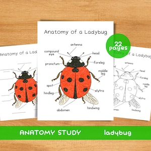 May include: Three educational prints titled "Anatomy of a Ladybug" with detailed illustrations of a ladybug's body parts. The central image is colored, while the others are outlines. A green circle reads "22 pages". The bottom banner reads "ANATOMY STUDY ladybug".