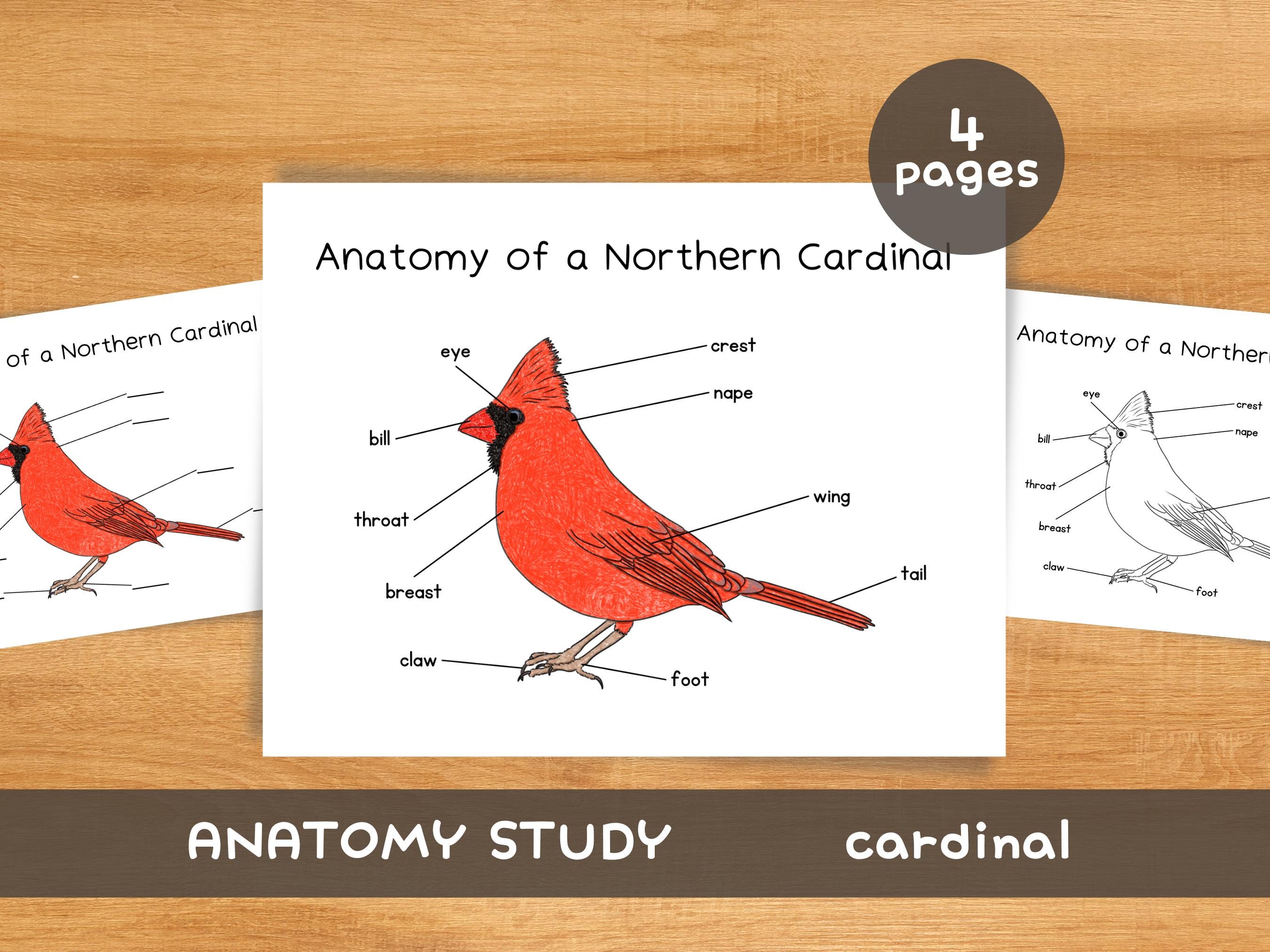 Parts Of A Cardinal Bird