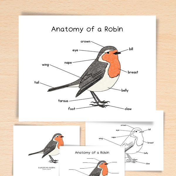 Anatomy of a Robin | Charlotte Mason Resources Nature School Bird Unit Study Printable | Parts of European Robin Poster Waldorf Homeschool