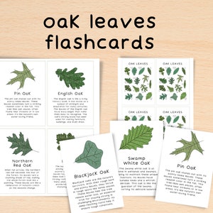May include: A set of educational flashcards showcasing different oak leaf varieties, such as Pin Oak and English Oak. The cards feature detailed illustrations of leaf shapes and the text "oak leaves flashcards".
