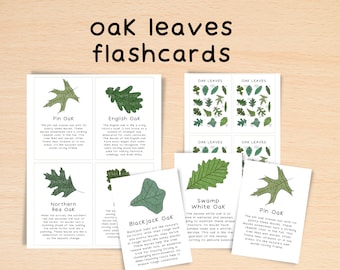 May include: Educational flashcards featuring various oak leaf types, including Pin Oak and English Oak. The cards display detailed illustrations of different leaf shapes and include the text "oak leaves flashcards".