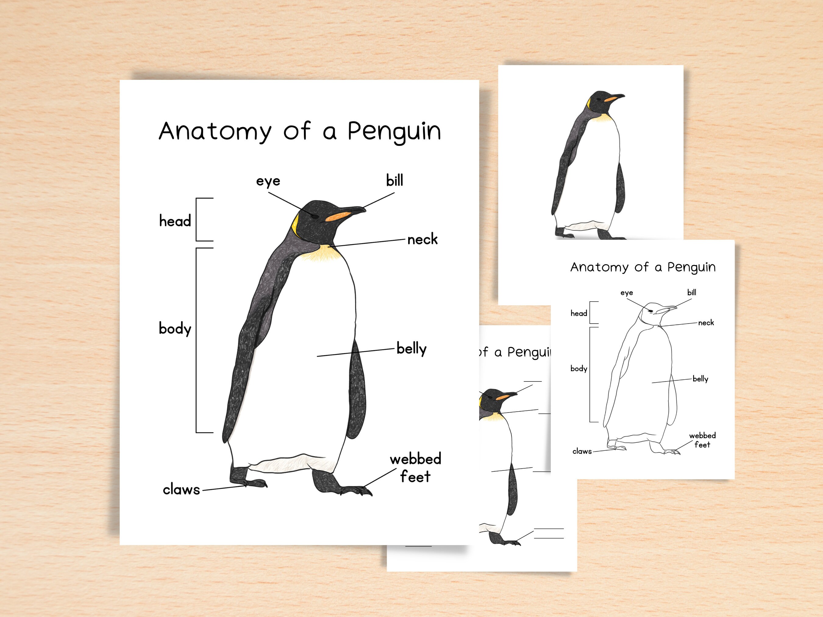 Anatomy of a penguin charlotte mason resources nature school arctic