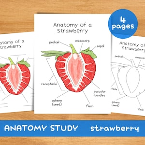 May include: Three educational printables titled "Anatomy of a Strawberry" with detailed illustrations of a strawberry's internal structure. The drawings are labeled with terms like "pedicel" and "flesh". A blue banner at the bottom reads "ANATOMY STUDY strawberry".