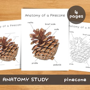 Può includere: Stampe educative con l'anatomia di una pigna. Le illustrazioni mostrano il rachide, la scaglia bratteale, la scaglia, la spina e il peduncolo. È visibile anche il testo "ANATOMY STUDY" e "pinecone".