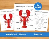 Anatomy of Lobster | Homeschool Resources Nature School Ocean Study Printable | Parts of a Lobster Ocean Poster Summer Montessori Activities