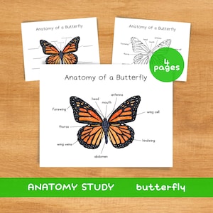 Anatomy of a Butterfly | Charlotte Mason Resources Nature School Insect Unit Printable | Parts of Butterfly Poster Homeschool Spring Prek