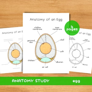 May include: Three white printed pages titled "Anatomy of an Egg" with detailed diagrams of egg anatomy. The diagrams show the yolk, albumen, shell, and other parts. A green circle indicates "4 pages". The words "ANATOMY STUDY" and "egg" are at the bottom.