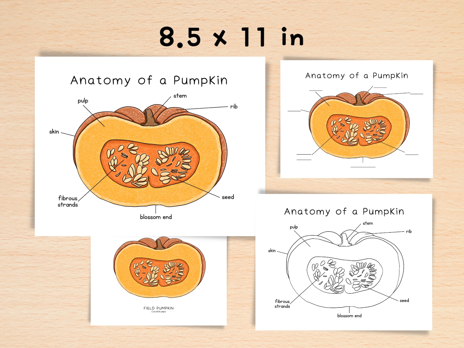 Anatomy of Pumpkin Homeschool Resources Nature School Botany Study Anatomy of Pumpkin Homeschool Resources Nature School Botany Study