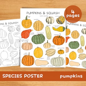 May include: Three illustrated posters showcasing different pumpkin and squash varieties. The posters display colourful drawings of pumpkins and squashes, such as Sugar Pie, Jack O'Lantern, and Butternut. The text "PUMPKINS & SQUASH" and "SPECIES POSTER" are visible.