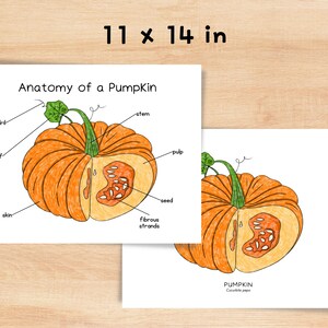 Anatomy of Pumpkin | Homeschool Resources Nature School Botany Study Printable | Parts of a ...