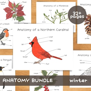 Può includere: Illustrazioni anatomiche educative, tra cui un cardinale rosso, un gufo delle nevi e una stella di Natale. Le immagini sono etichettate con termini anatomici. I testi "ANATOMY BUNDLE" e "winter" sono visibili.