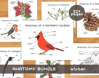 Winter Flora & Fauna Anatomy Study | Winter Birds and Plants | Homeschool Resources Nature Charlotte Mason Winter Unit Montessori Printables