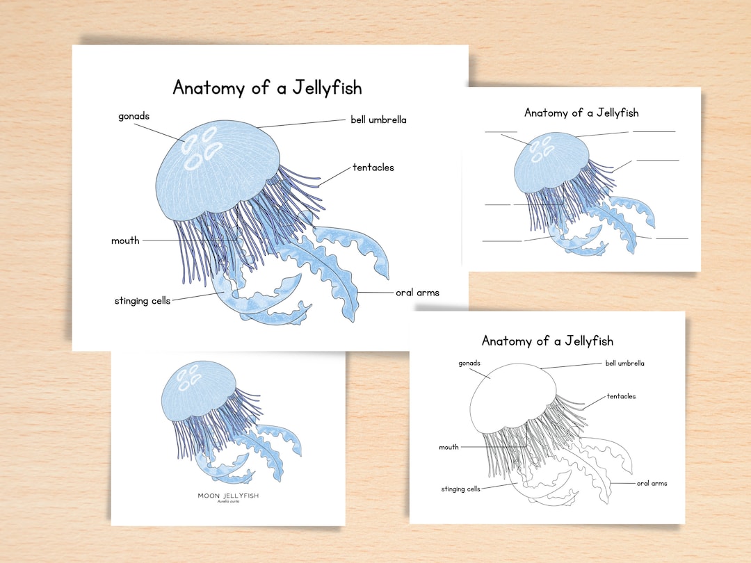Anatomy of Jellyfish Homeschool Resources Nature School Ocean Study