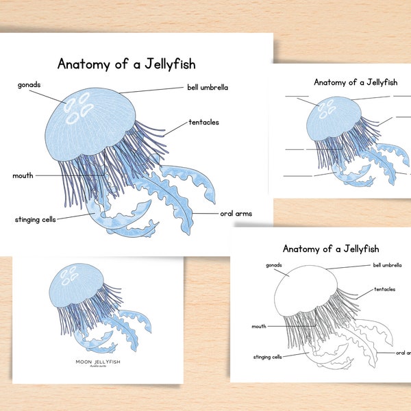 Anatomy of Jellyfish | Homeschool Resources Nature School Ocean Study Printable | Parts of a Jellyfish Ocean Poster Montessori Activities