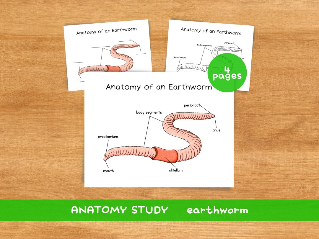 Earthworm Anatomy Study | Insects Spring Nature Unit Printable (digital ...