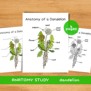 Puede incluir: Tres impresiones educativas tituladas "Anatomía de un diente de león" con diagramas etiquetados de las partes de la planta. Las ilustraciones muestran la flor, la hoja, el tallo, la raíz y la cabeza de la semilla. El texto "ANATOMY STUDY dandelion" está en la parte inferior.