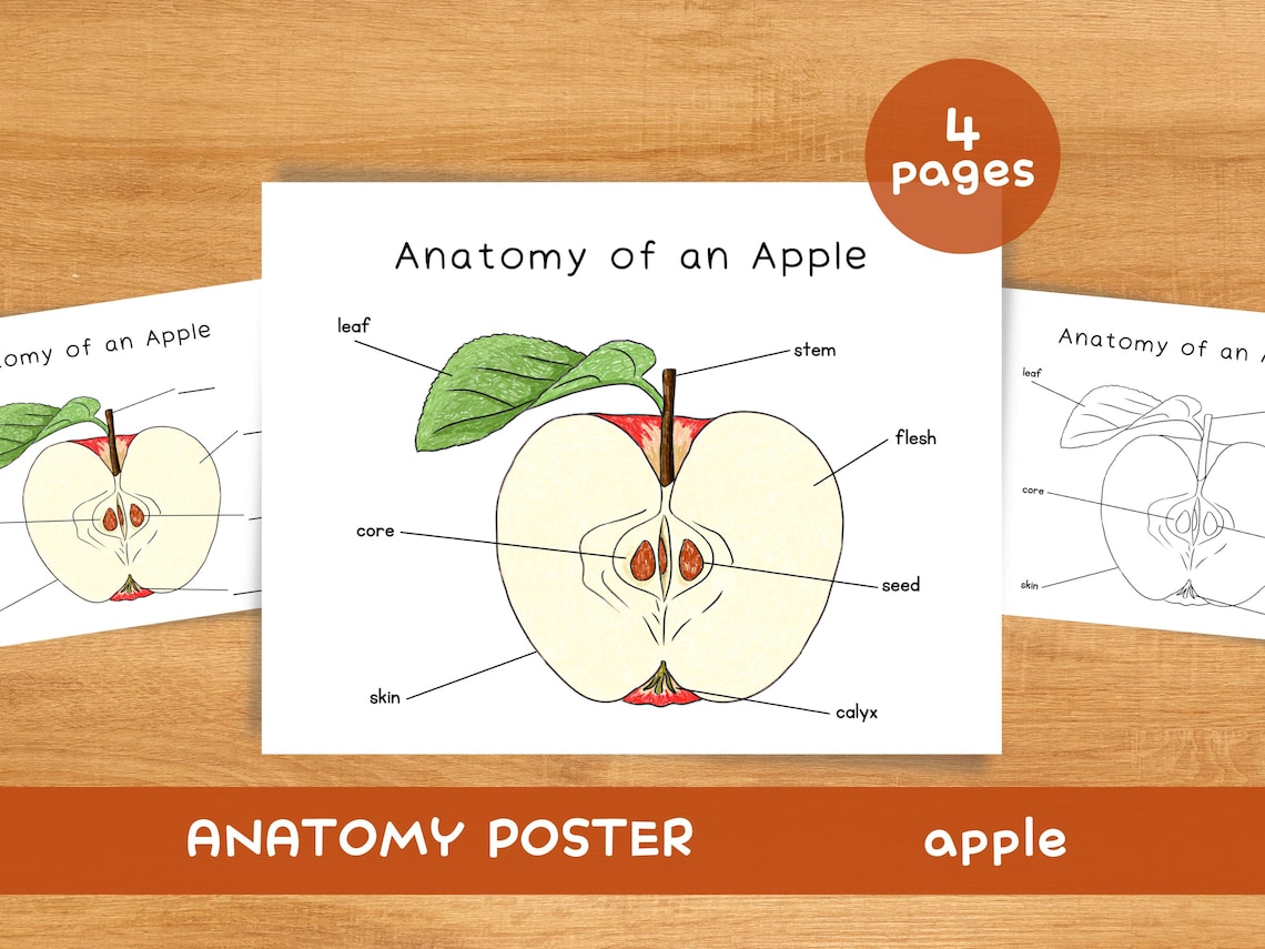 Anatomy of an Apple | Homeschool Resources Nature School Botany Study ...