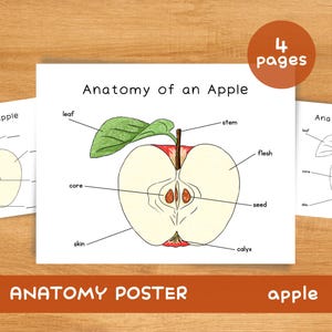 May include: Anatomy of an apple poster with a cross-section illustration. The diagram labels the leaf, stem, core, skin, flesh, seed, and calyx. The poster is on a wooden surface. The text "ANATOMY POSTER apple" is at the bottom.