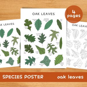 May include: Three white posters with illustrations of oak leaves. The posters display different oak leaf species, labeled with their common names. A circular sticker indicates "4 pages". The text "OAK LEAVES" and "SPECIES POSTER" are also visible.