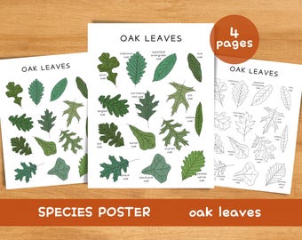 May include: Three white posters with illustrations of oak leaves. The posters display different oak leaf species, labeled with their common names. A circular sticker indicates "4 pages". The text "OAK LEAVES" and "SPECIES POSTER" are also visible.
