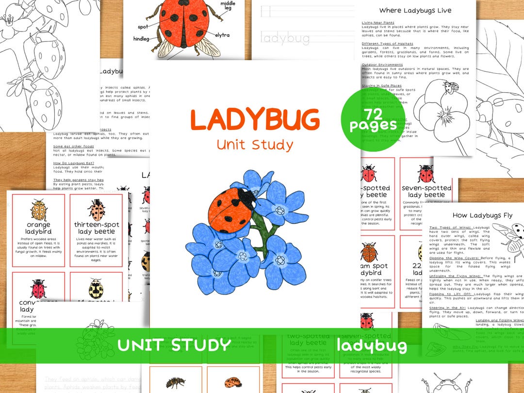 Ladybug Studies Ladybug Unit Study | Ladybug Life Cycle | Toddler Spring Nature ...