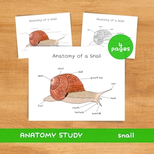May include: Educational printables featuring snail anatomy diagrams. The main card shows a detailed illustration of a snail with labeled parts like the shell, eye, and foot. The text "Anatomy of a Snail" is at the top. The image also includes the text "ANATOMY STUDY" and "snail".