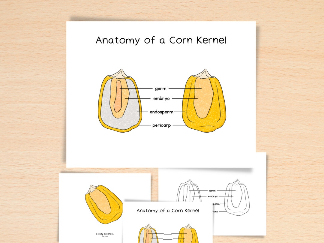 Anatomy of Corn Kernel Homeschool Resources Nature School Botany Study