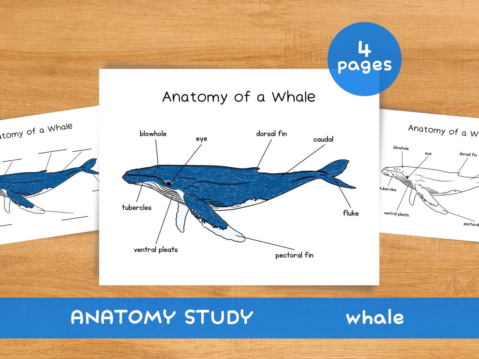Anatomy of Whale | Homeschool Resources Nature School Ocean Study Beach ...