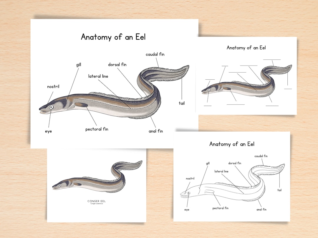 Anatomy of Eel Homeschool Resources Nature School Ocean - Etsy
