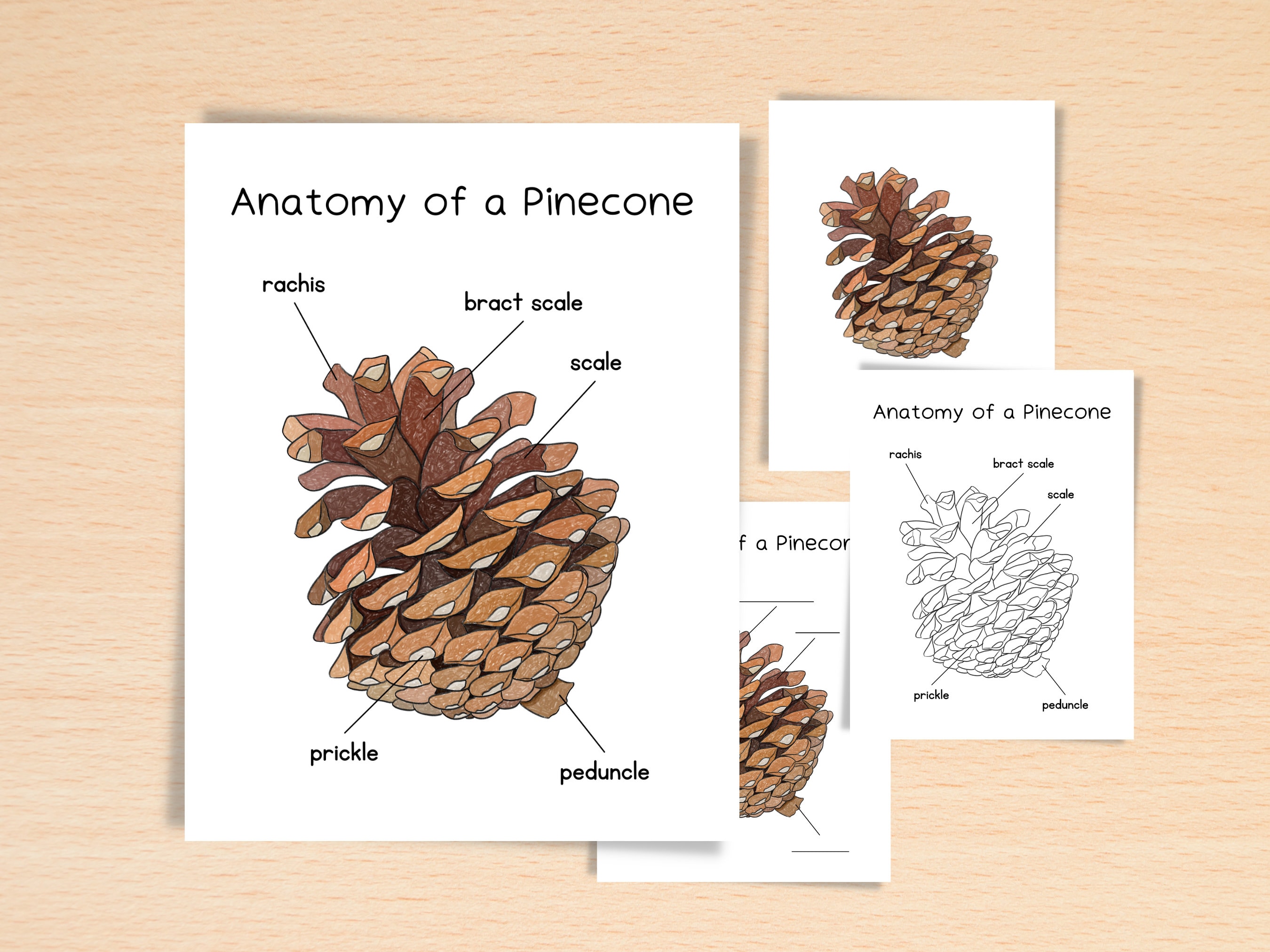 Anatomy of a Pinecone Homeschool Resources Nature School Botany Study